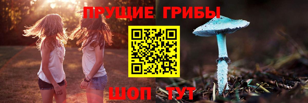 Псилоцибиновые грибы Psilocybine cubensis Гусиноозёрск